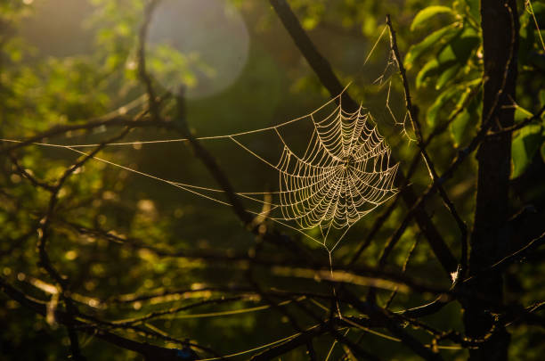 istock Juicy greens. cobwebs in the morning mist. 1220360129
