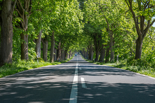 Avenue on the Deutsche Alleenstrasse on the island of Rügen