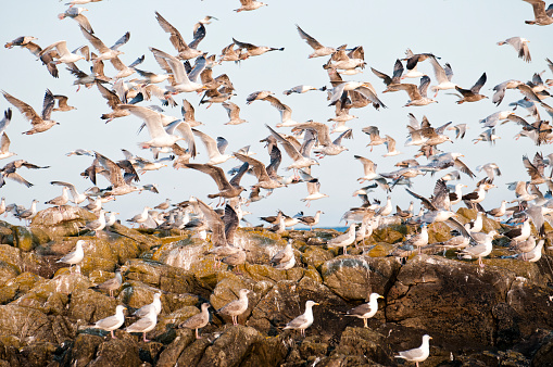 Seagull flying, on Atlantic coast. Can illustrated mess and disorganization.