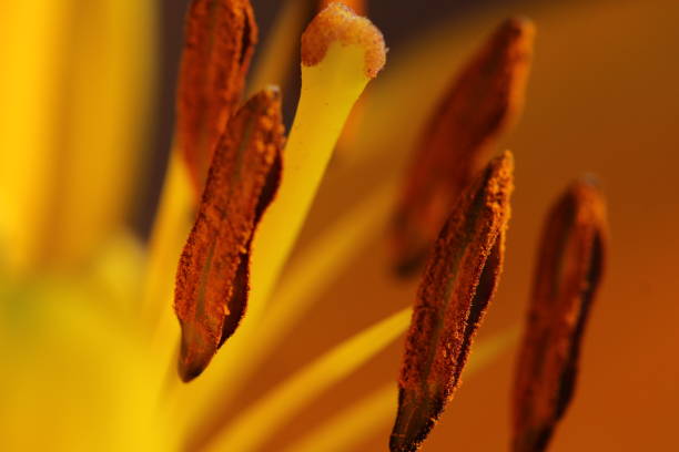 istock Secret world of pollen 1220360603