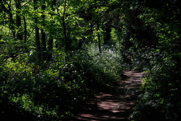 caminho através da floresta escura em dappled luz solar - glade light dappled tree - fotografias e filmes do acervo