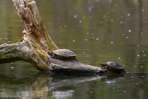 istock Red Eared Terrapin Turtles AKA Pond slider - Trachemys scripta elegans 1220360654