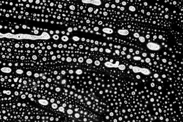 black and white abstract  water branches pattern nature from sweden nature