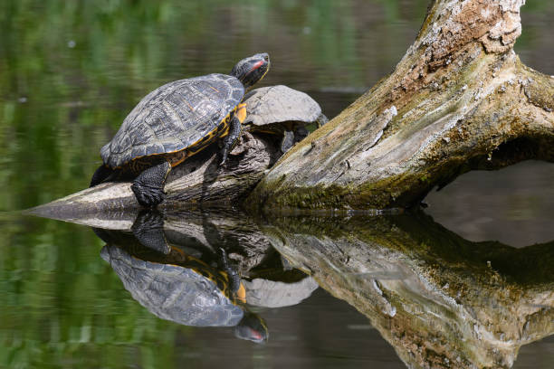 istock Red Eared Terrapin Turtles AKA Pond slider - Trachemys scripta elegans 1220361261