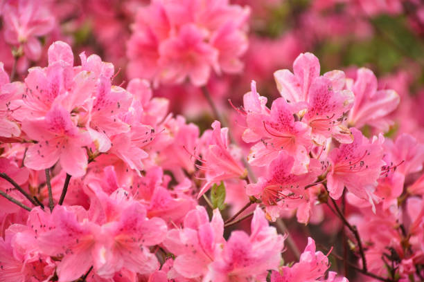 istock rhododendron on natural background 1220361678