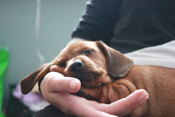 istock Cute dachshund puppy sleeping on human knees 1220361729