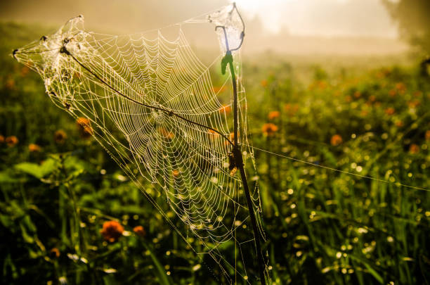 istock Juicy greens. cobwebs in the morning mist. 1220362091