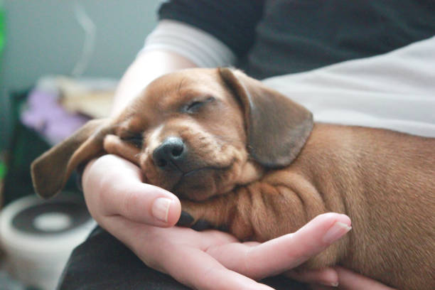 istock Cute dachshund puppy sleeping on human knees 1220362139