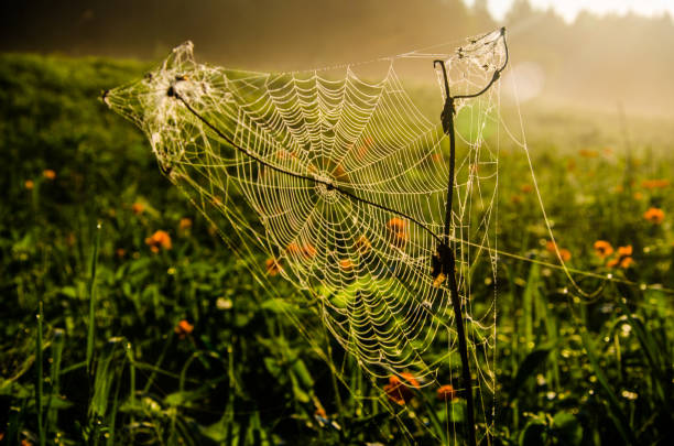 istock Juicy greens. cobwebs in the morning mist. 1220362140