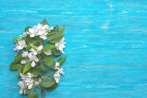 spring flowering branch on turquoise wooden background with copy space