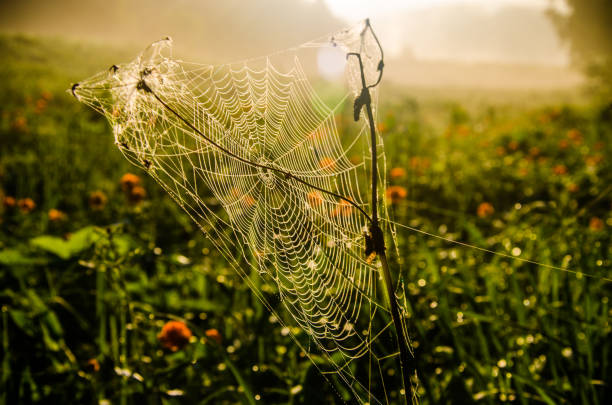 istock Juicy greens. cobwebs in the morning mist. 1220362229