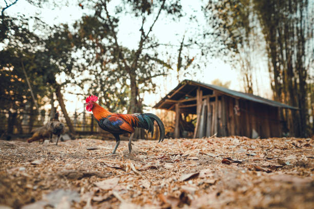 istock chicken eating rice seeds in the evening,At the barn 1220363470