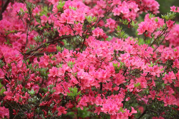 istock rhododendron on natural background 1220365655