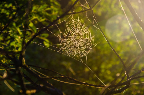 istock Juicy greens. cobwebs in the morning mist. 1220365764
