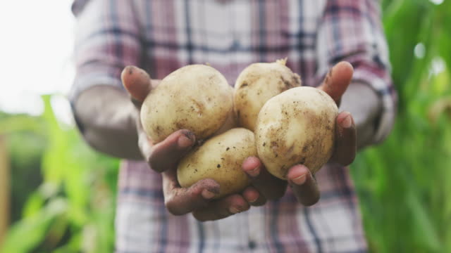 Focus on african American man showing potatoes at the camera