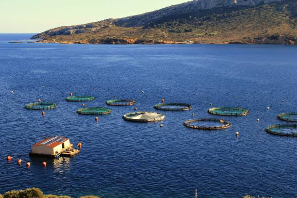 istock Aquaculture settlement, fish farm with floating circle cages 1220367460