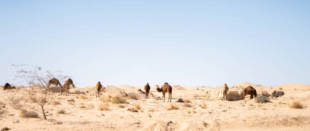 istock south tunisia sahara 1220367509