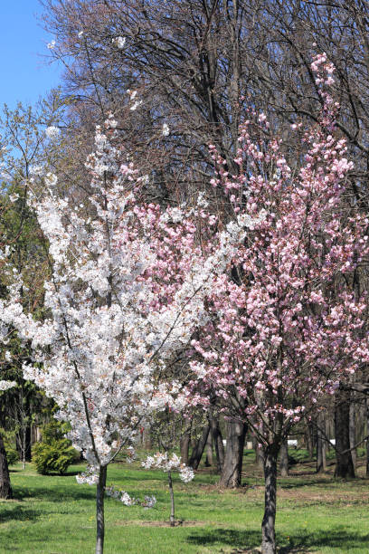 istock Japanese pink cherry tree and white orchard tree in the park 1220367836