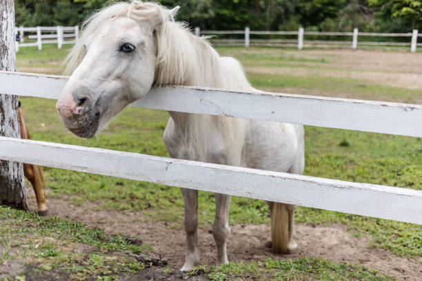 istock Beautifull horse at farm. 1220367870