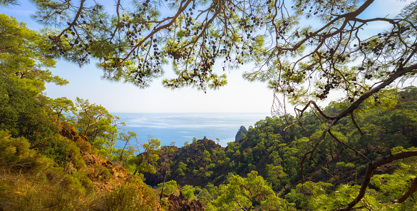 View through a pines to the Mediterranean Sea. Kemer district of Antalya Province, Turkey. Panorama