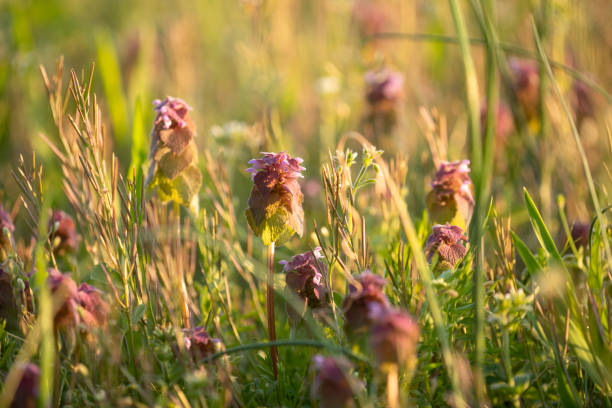 Dead-nettles flower with soft background -  Close up