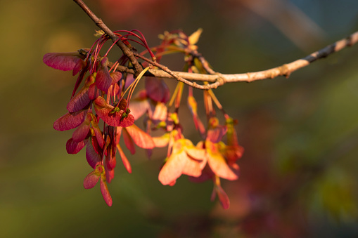 Maple tree seeds at sunset