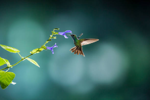 colibrí esmeralda alimentándose de salvio violeta - colibrí fotografías e imágenes de stock