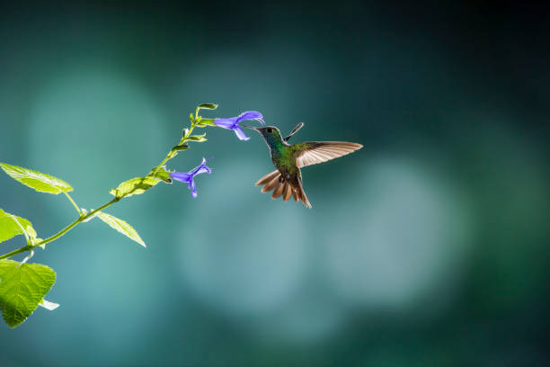Emerald hummingbird feeding on violet salvio