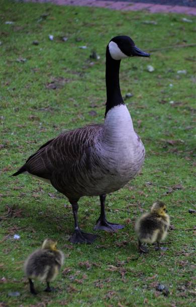 istock Canada goose family 1220370183