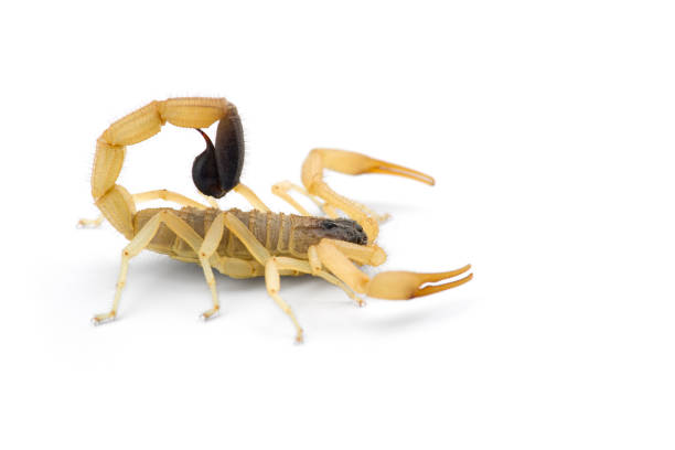 istock African venom Scorpion isolated on white background 1220370226