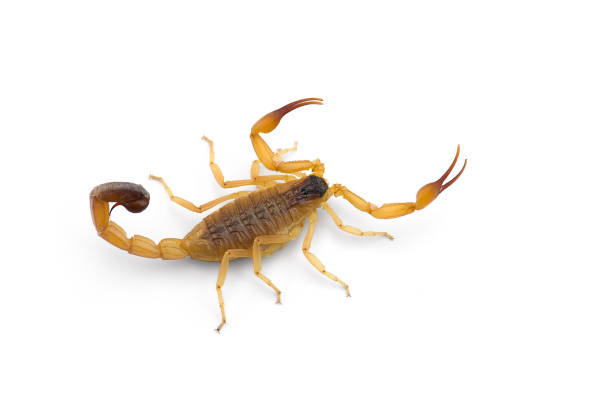 istock African venom Scorpion isolated on white background 1220370228