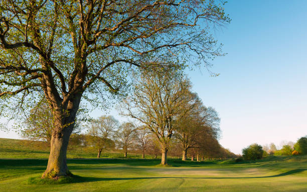 istock Deserted beautiful golf course due to Corona virus outbreak. Beverley, UK. 1220371262