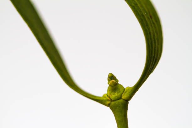close-up of a mistletoe