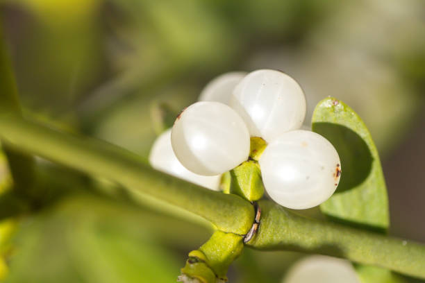 istock close-up of a mistletoe 1220372029