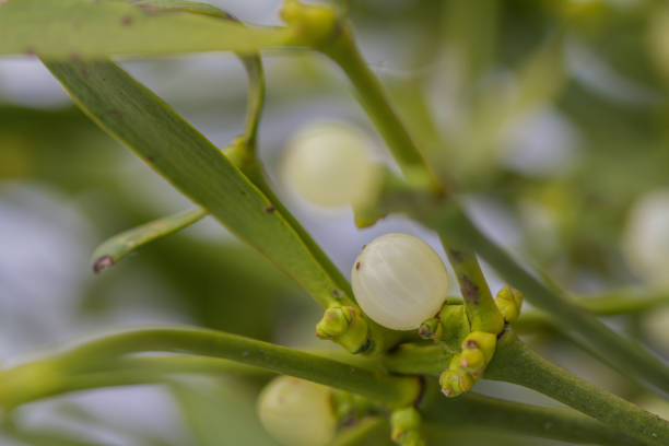 istock close-up of a mistletoe 1220372057