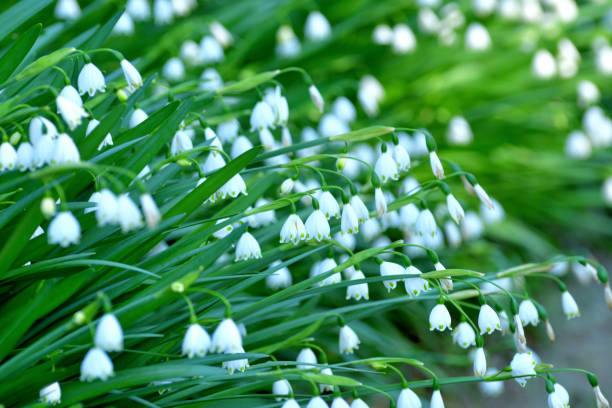 istock Leucojum vernum / Snowflake 1220373954