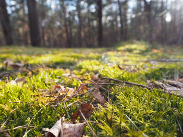 istock Moss in the sunshine 1220374710