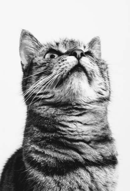 istock Cute kitty cat looking majestic and having a tooth sticking out 1220376031