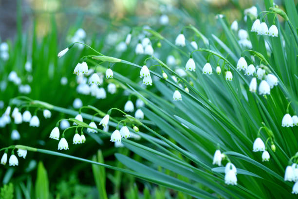 istock Leucojum vernum / Snowflake 1220376578
