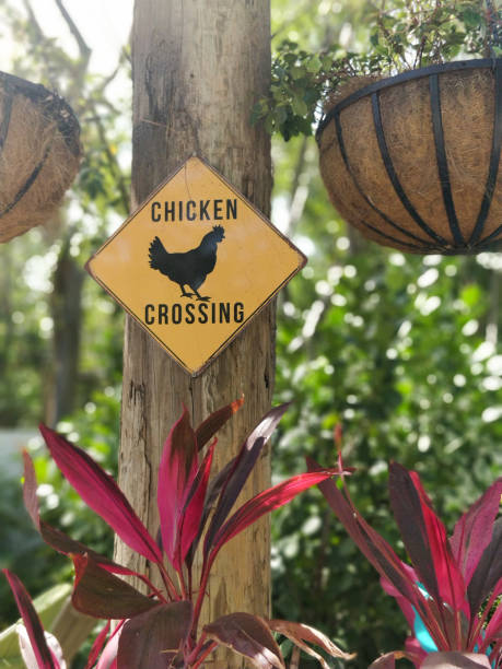 istock Chicken Crossing Sign with tropical background 1220376636
