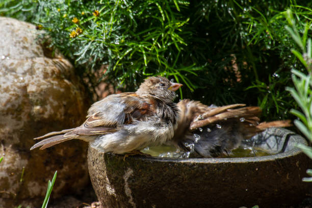 istock a sparrow bathing in a stony bird bath with haziness by motion 1220376727