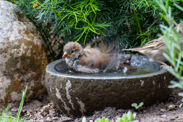 istock sparrows bathing in a stony bird bath with haziness by motion 1220376771