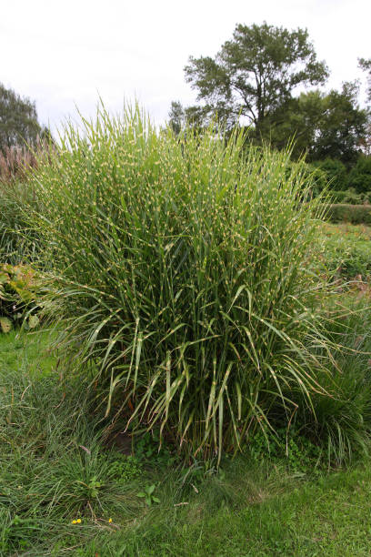 istock Plants in the spring garden 1220377093