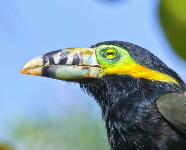 Araçari (Pteroglossus) portrait, a species of toucan, shot in Brazil
