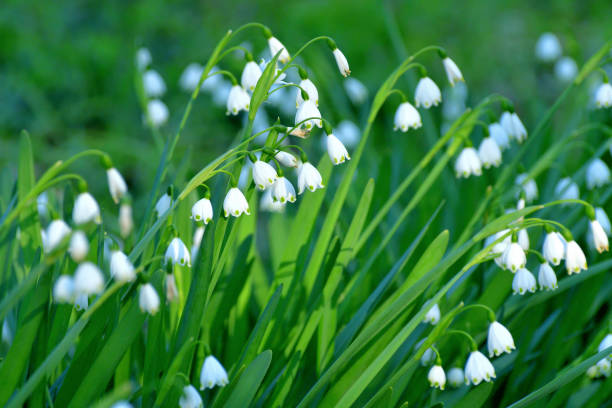 istock Leucojum vernum / Snowflake 1220378531