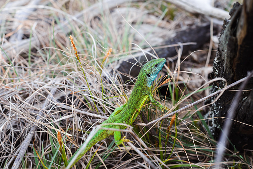 Close up of a european green lizard in nature.