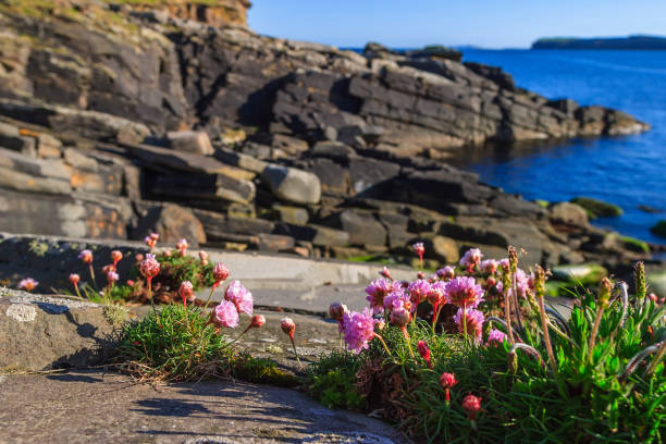 istock Thrift flowers at a sunny rocky beach 1220381339