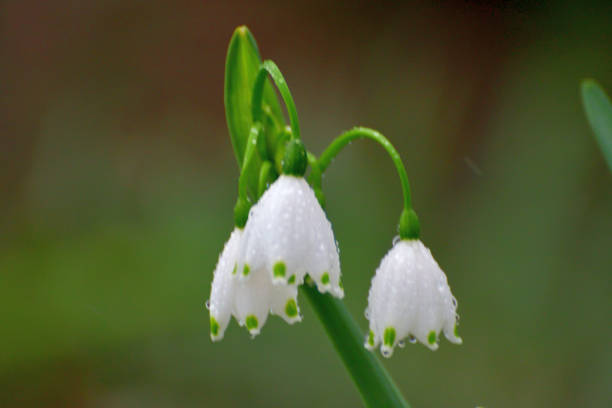 istock Leucojum vernum / Snowflake 1220381342