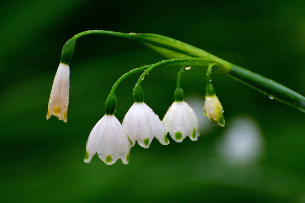 istock Leucojum vernum / Snowflake 1220381775