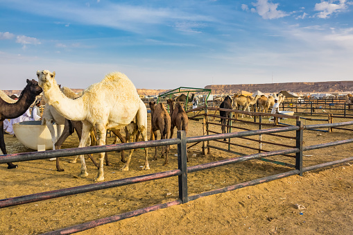 Dromedary Camels stand in a corral at the Souq Al Jamal camel market in Riyadh Saudi Arabia on a sunny day.